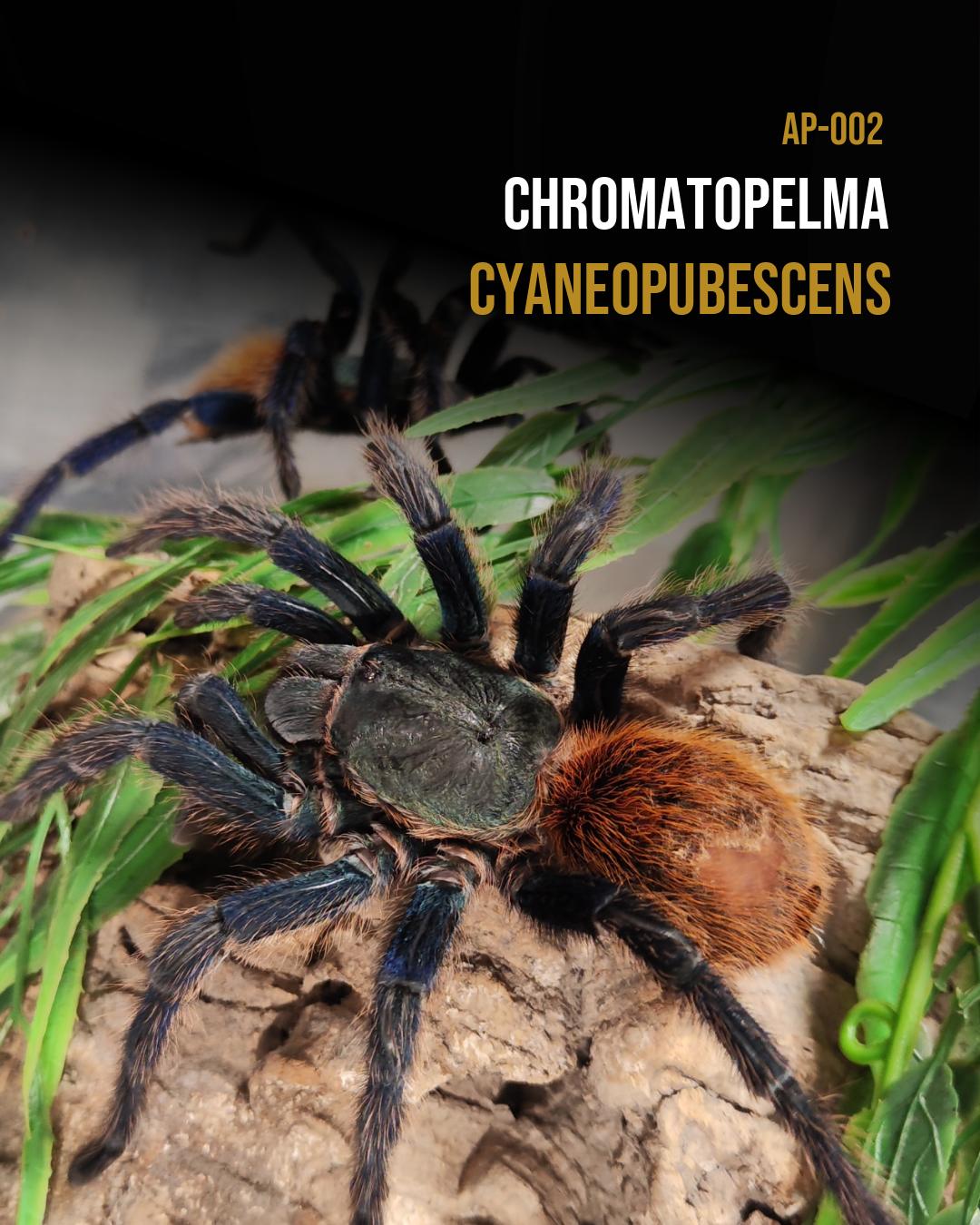 Chromatopelma cyaneopubescens